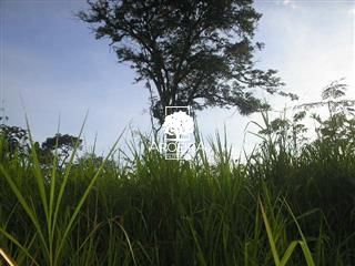 Fazenda em Altamira/Pará — Ref 9SC0ZQ — Imagem 15