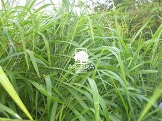 Fazenda em Altamira/Pará — Ref 9SC0ZQ — Imagem 7
