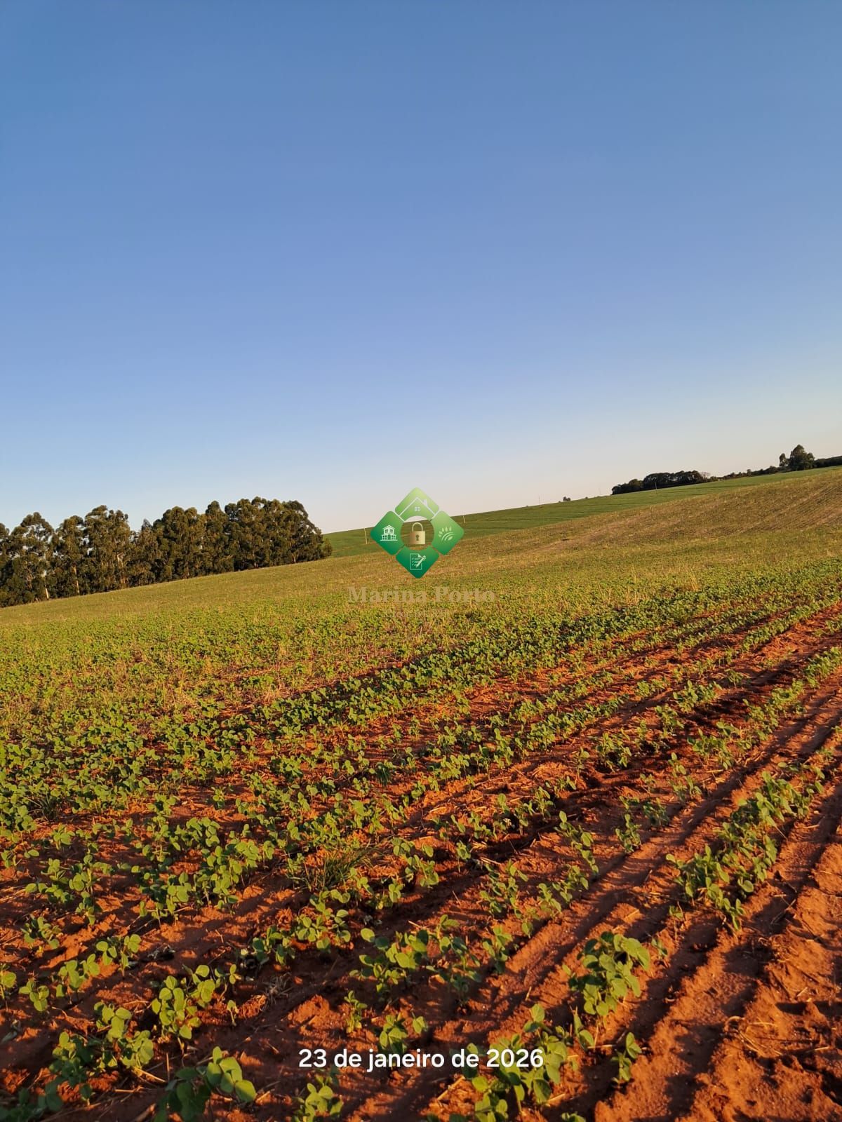 Fazenda, 127 hectares - Foto 7