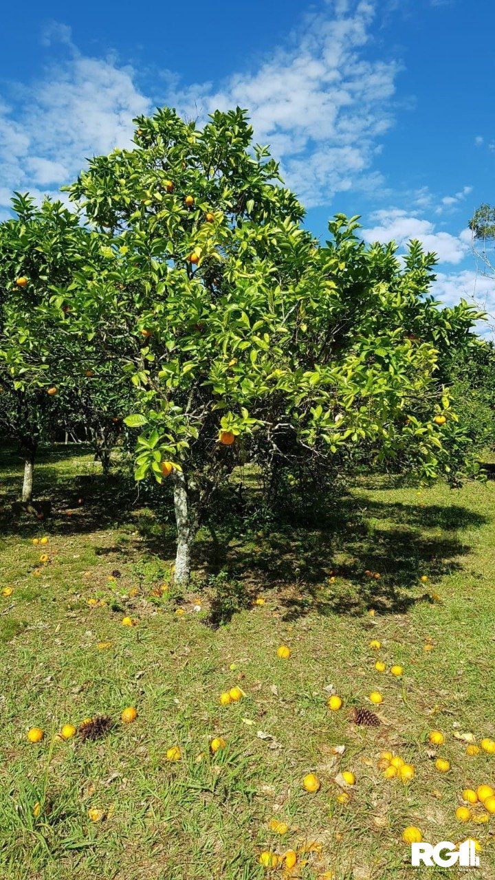Sítio à venda com 3 quartos, 25000m² - Foto 12