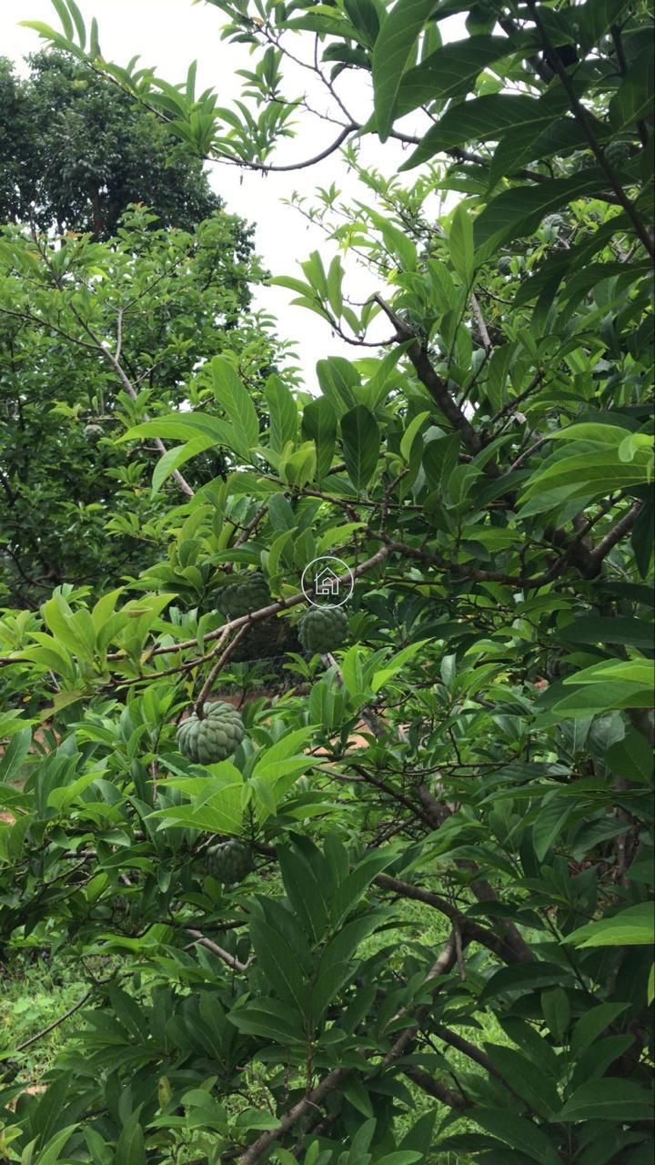 Chácara, 2 quartos, 2000 m² - Foto 3