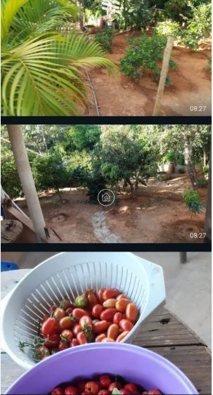 Chácara, 2 quartos, 2000 m² - Foto 12