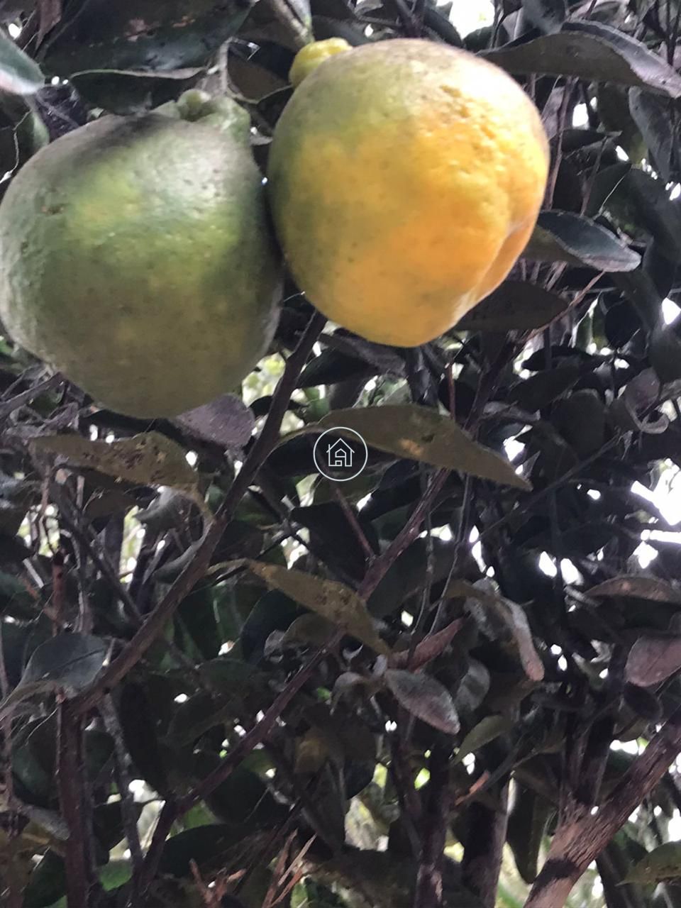 Chácara, 2 quartos, 2000 m² - Foto 8