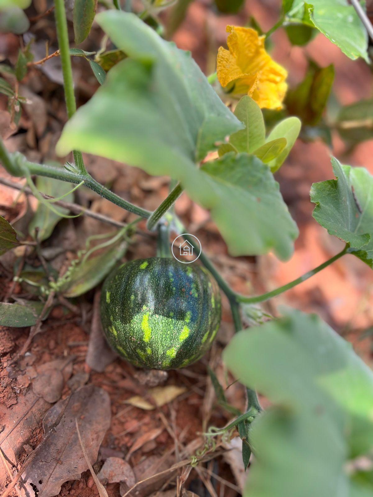 Chácara, 2 quartos, 2999 m² - Foto 14