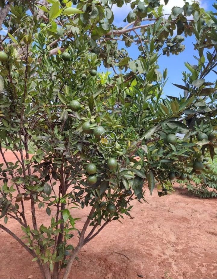 Chácara, 2 quartos, 2 hectares - Foto 15