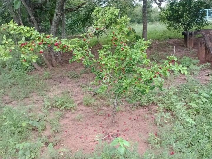 Chácara, 2 quartos, 10000 m² - Foto 4