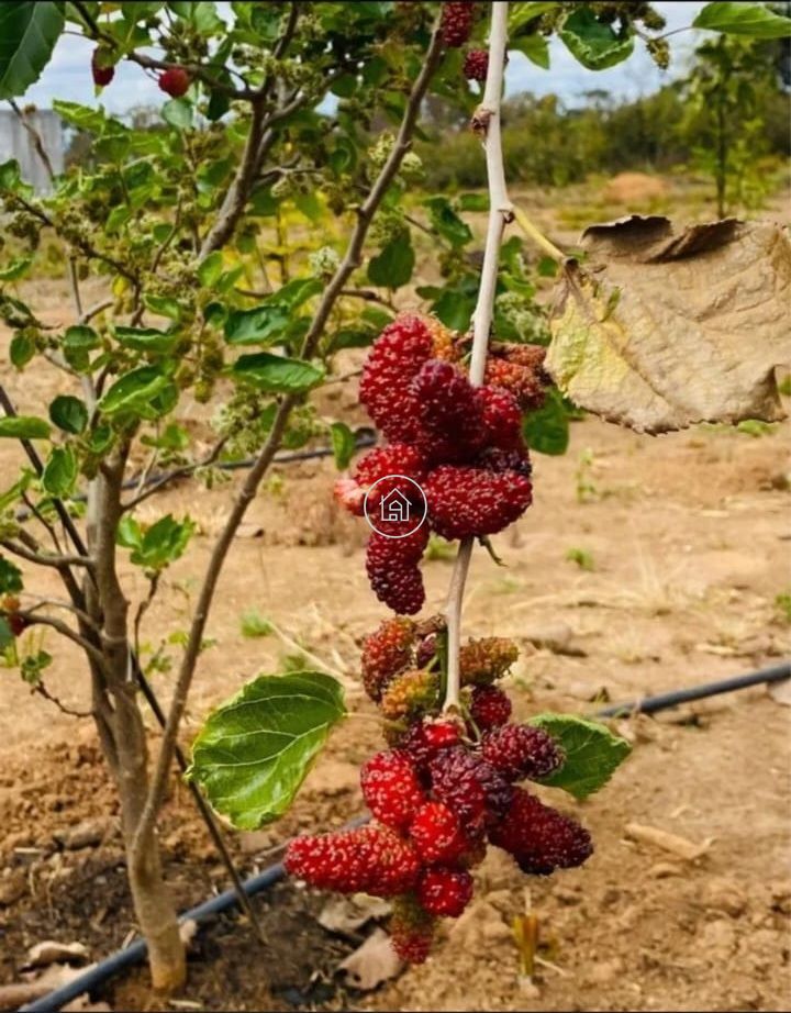 Chácara, 1 quarto, 2000 m² - Foto 11