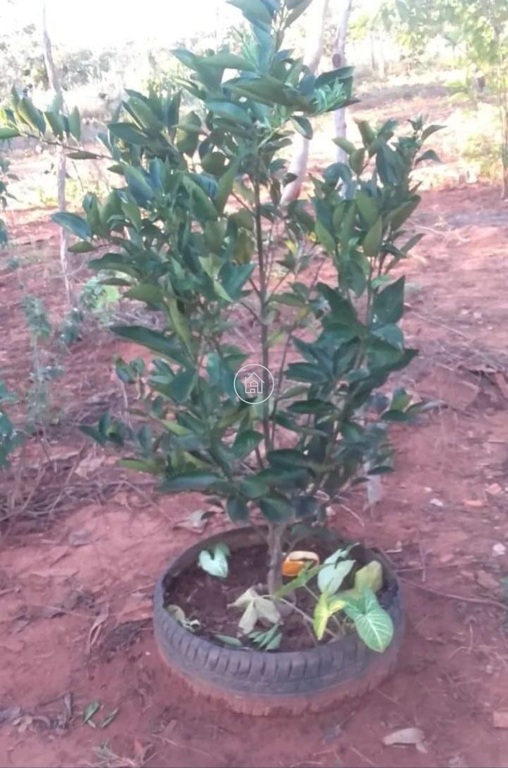 Terreno, 10000 m² - Foto 6