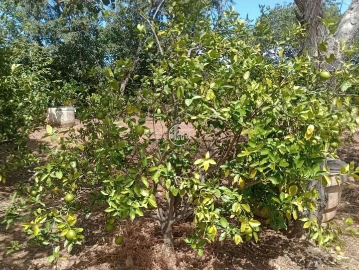 Chácara, 2 quartos, 10000 m² - Foto 13