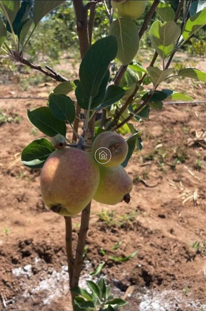 Chácara, 1 quarto, 2000 m² - Foto 9