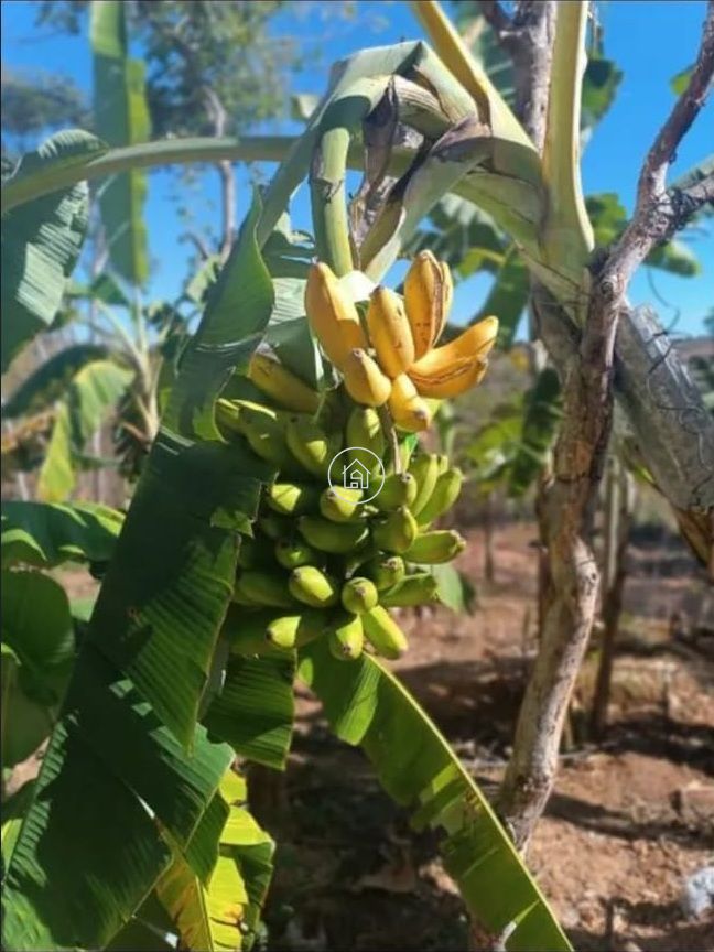 Chácara, 2 quartos, 5000 m² - Foto 7