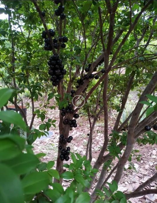 Chácara, 2 quartos, 7000 m² - Foto 8