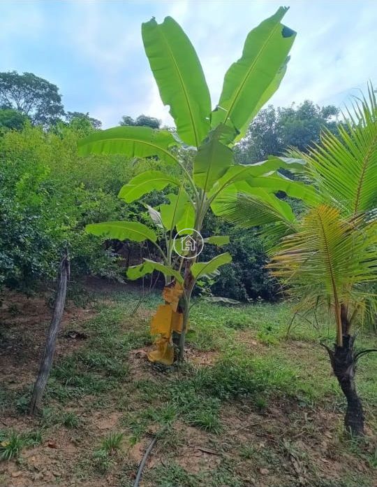 Chácara, 2 quartos, 7000 m² - Foto 9