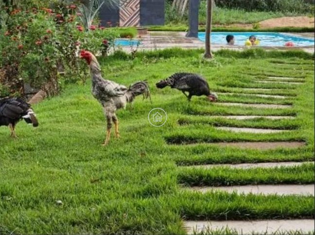 Chácara, 2 quartos, 5000 m² - Foto 11