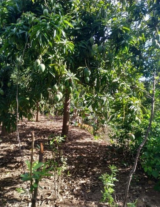 Chácara, 2 quartos, 7000 m² - Foto 5