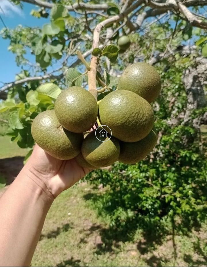 Chácara, 2 quartos, 10000 m² - Foto 11