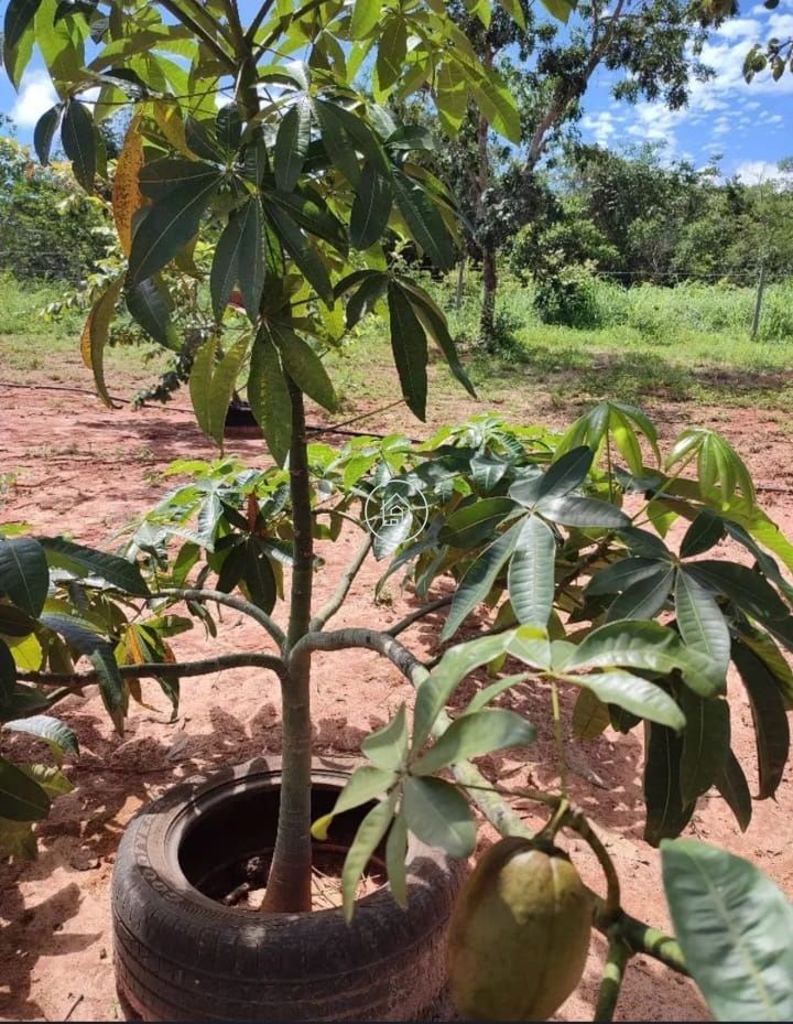 Chácara, 2 quartos, 2 hectares - Foto 16