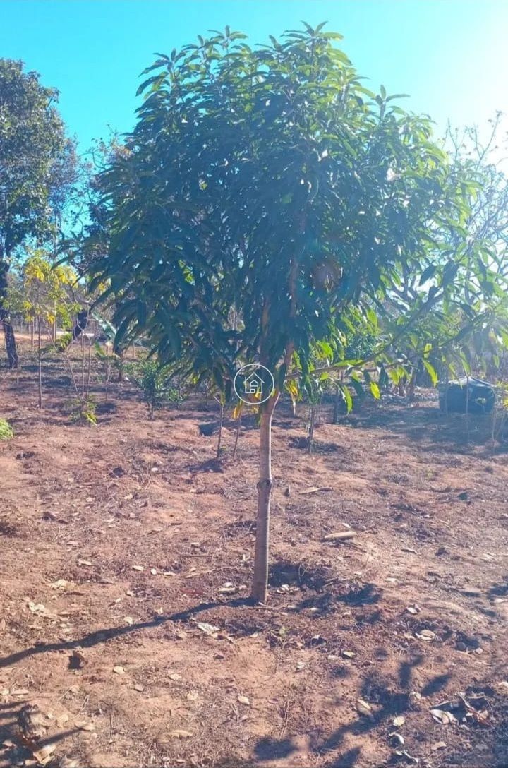 Chácara, 2 quartos, 1500 m² - Foto 8