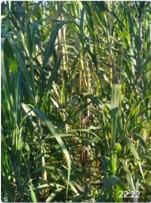 Chácara, 3 quartos, 5000 m² - Foto 4