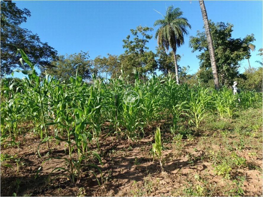 Sítio, 2 quartos, 19 hectares - Foto 7