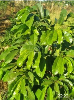 Chácara, 3 quartos, 5000 m² - Foto 8