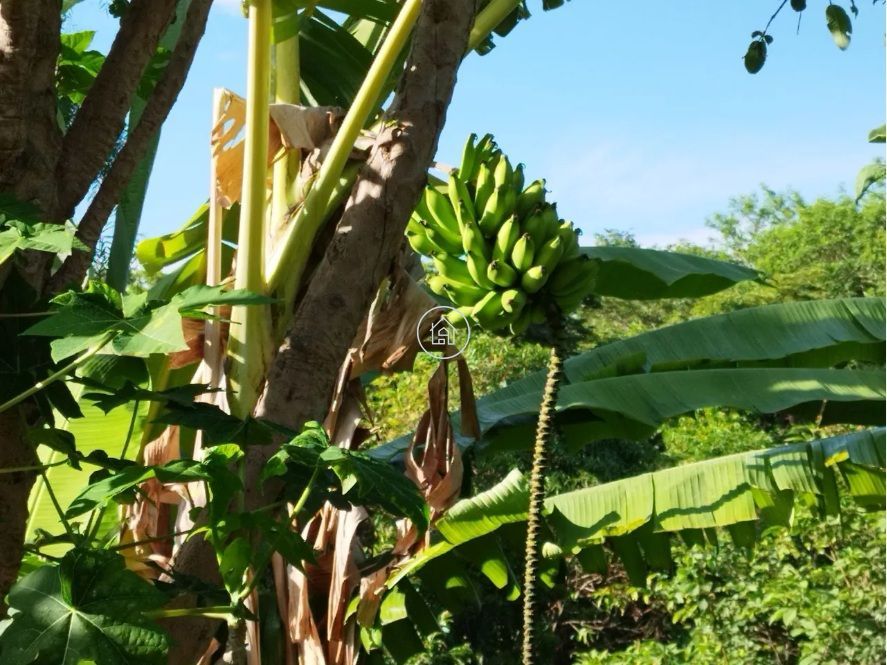 Chácara, 2 quartos, 2000 m² - Foto 5