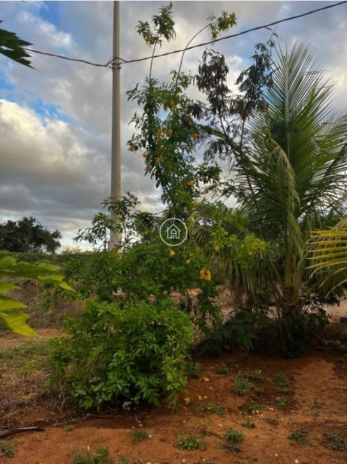 Chácara, 4 quartos, 1000 m² - Foto 3