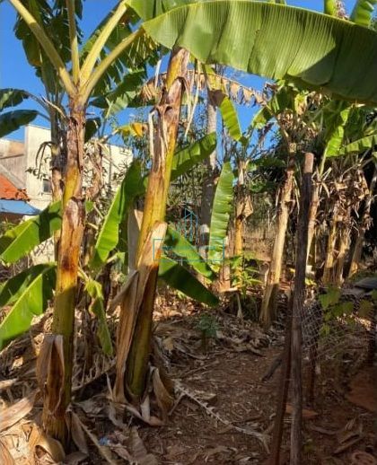 Sítio à venda com 3 quartos, 1600m² - Foto 2