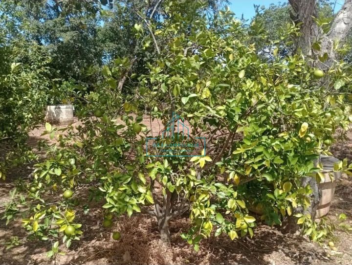 Chácara à venda com 2 quartos, 10000m² - Foto 13