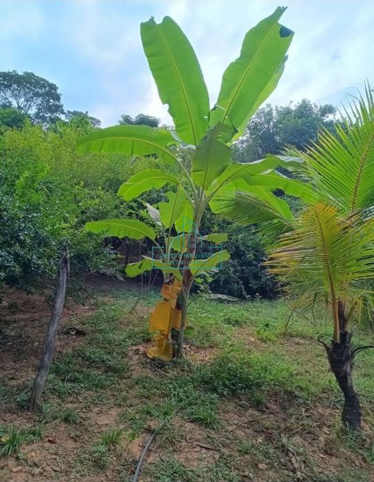 Chácara à venda com 2 quartos, 7000m² - Foto 9
