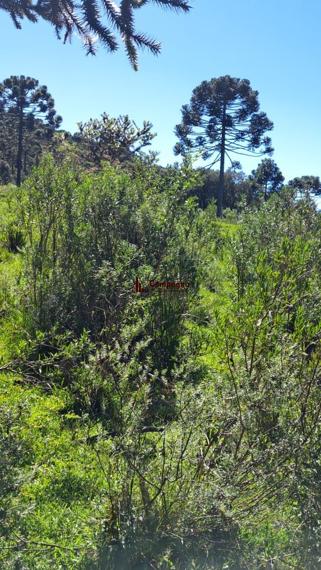 Fazenda 3 quartos à venda, 34000m², Centro - Bom Jardim da Serra — foto 2