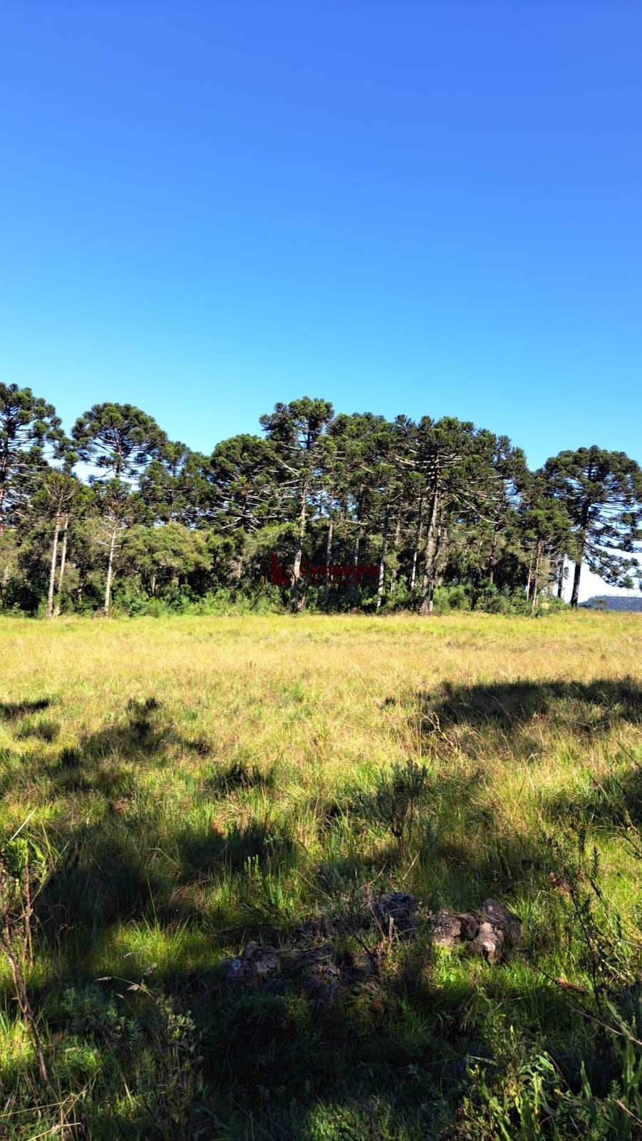 Fazenda 3 quartos à venda, 34000m², Centro - Bom Jardim da Serra — foto 4