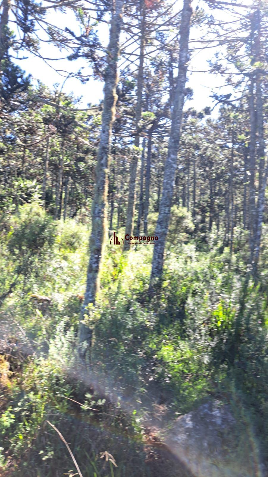 Fazenda 3 quartos à venda, 34000m², Centro - Bom Jardim da Serra — foto 5