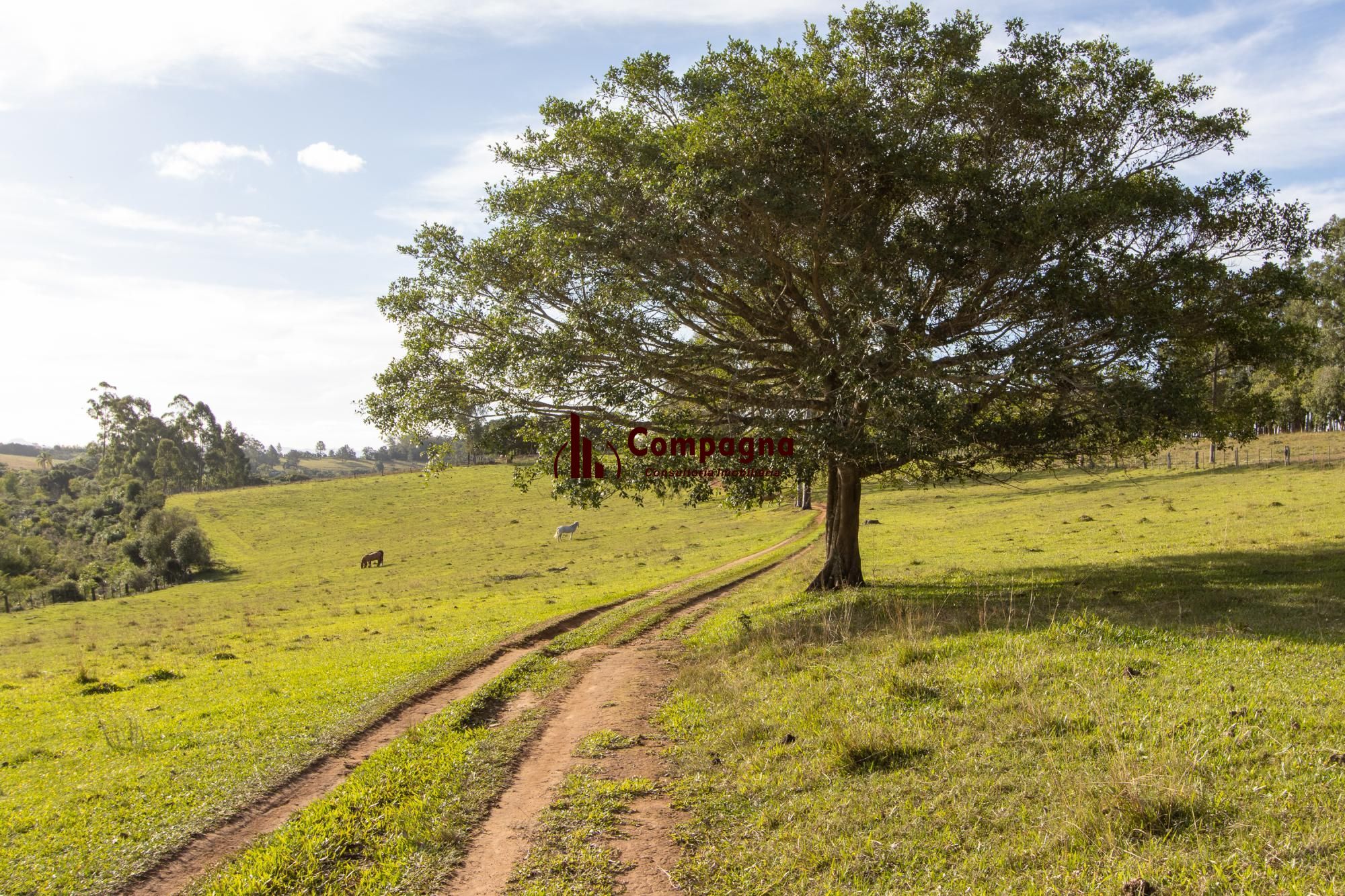 Sítio 3 quartos à venda, 180m², Estância Grande - Viamão — foto 4