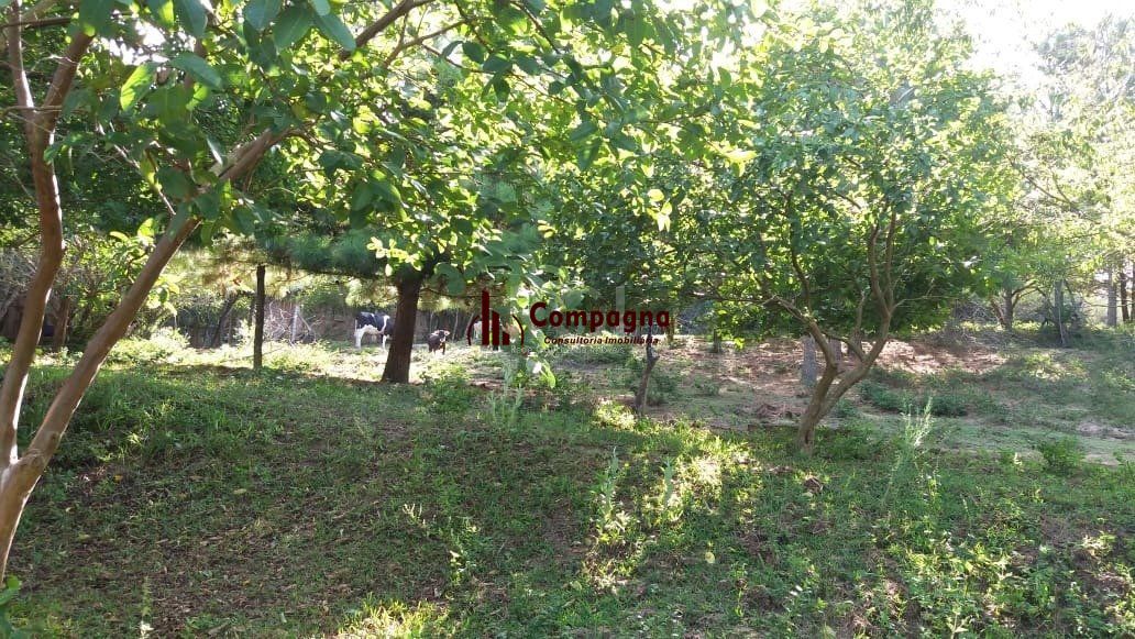 Terreno para Venda - 0m², 0 dormitórios, Boa Vista do Sul — foto 4