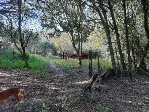 Sítio para Venda - 200m², 3 dormitórios, 4 vagas - Lami — foto 3