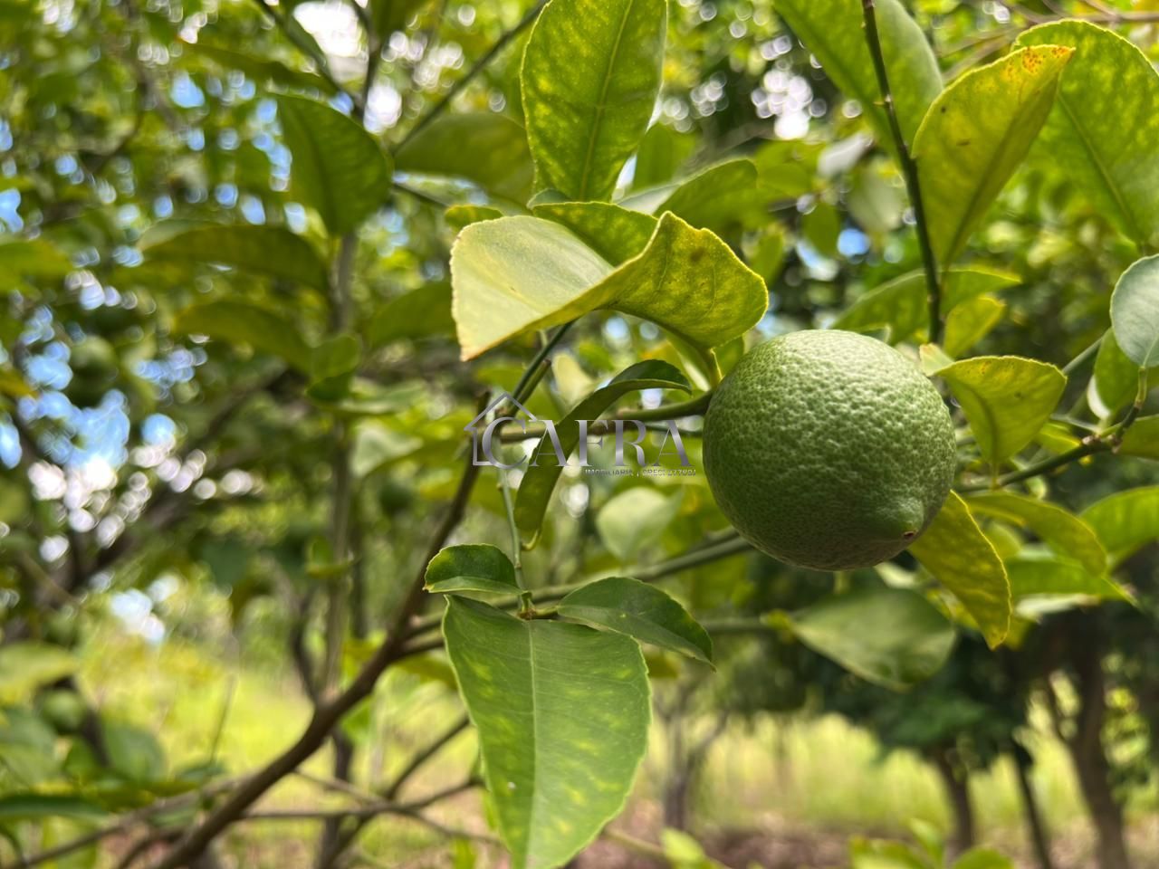 Chácara, 2 quartos, 2234 m² - Foto 8