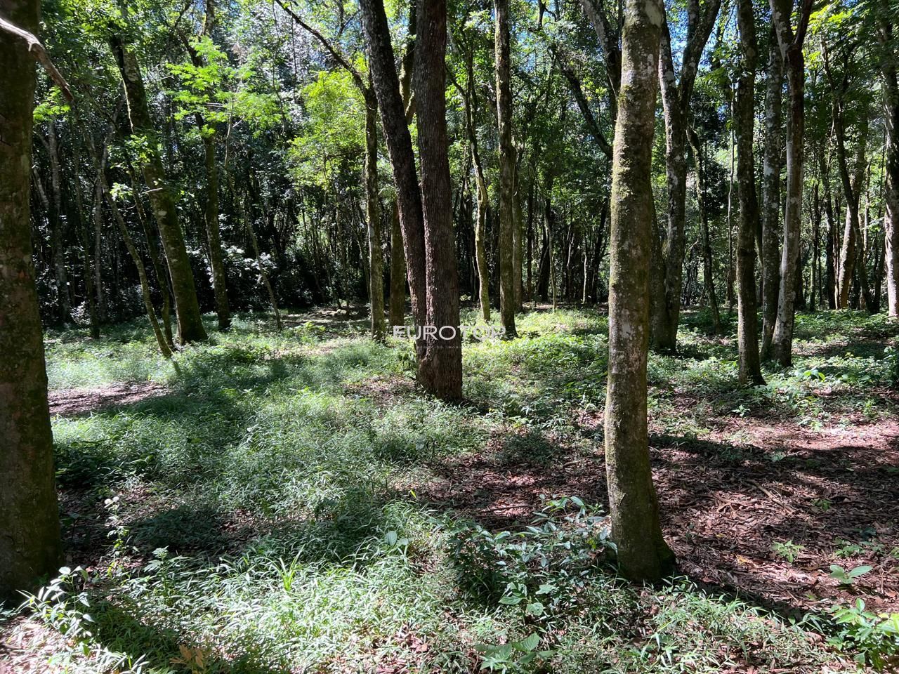 Fazenda à venda com 3 quartos, 100m² - Foto 23