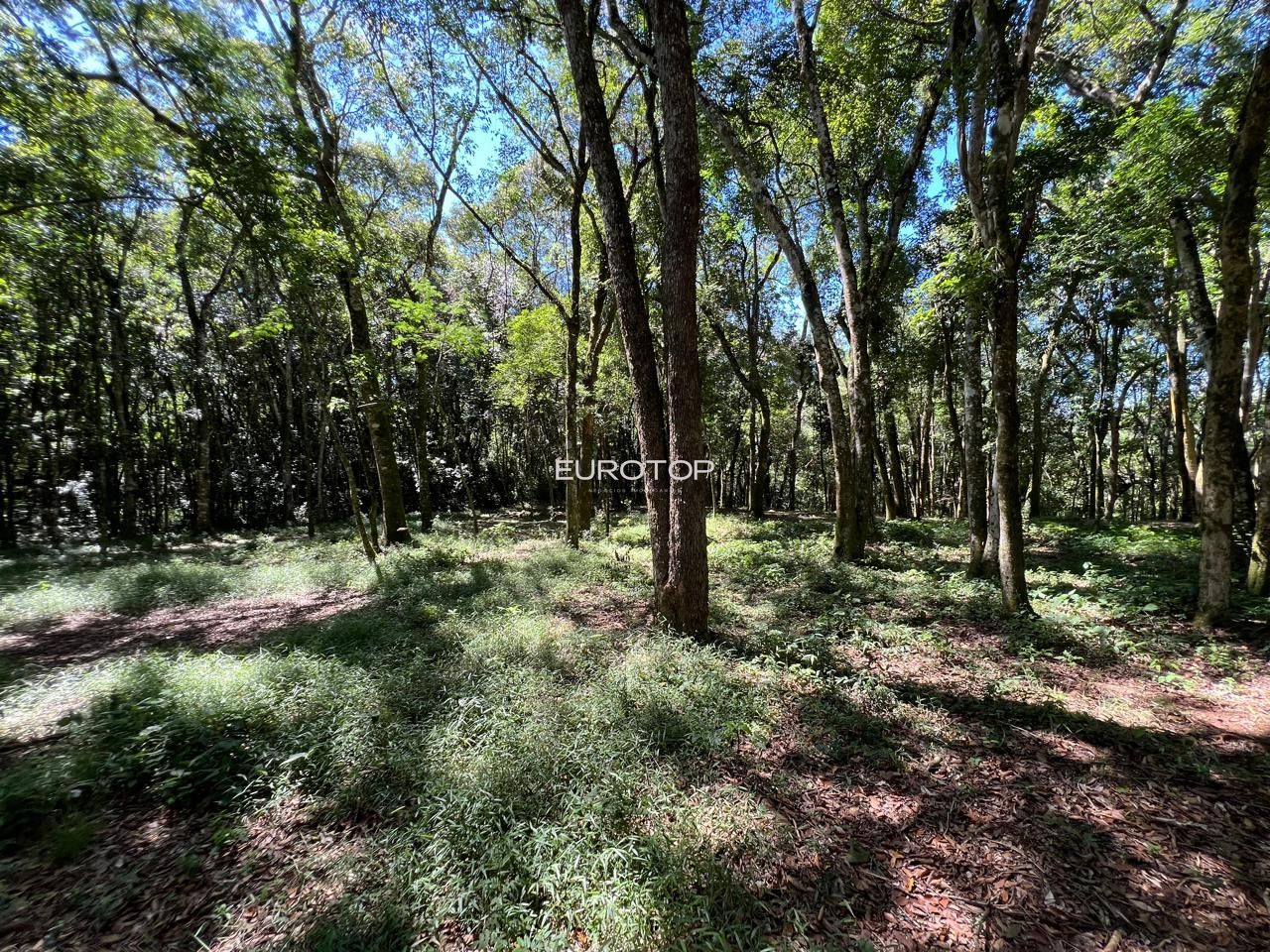 Fazenda à venda com 3 quartos, 100m² - Foto 22