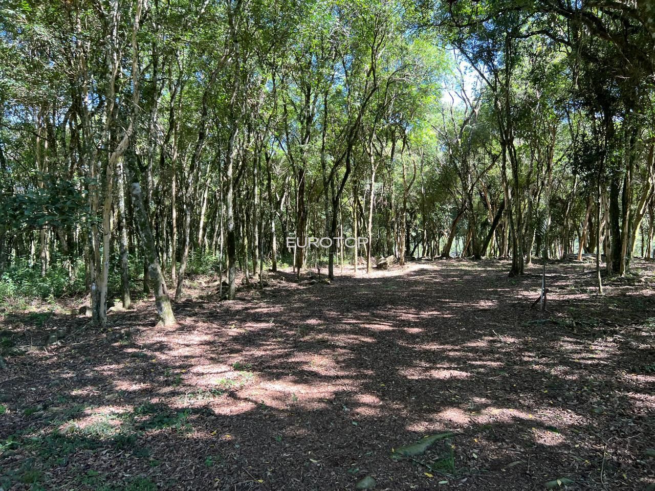 Fazenda à venda com 3 quartos, 100m² - Foto 46