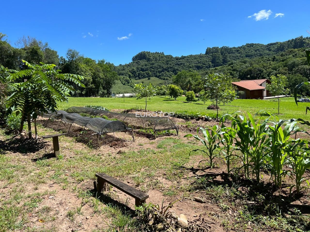 Fazenda à venda com 3 quartos, 100m² - Foto 29