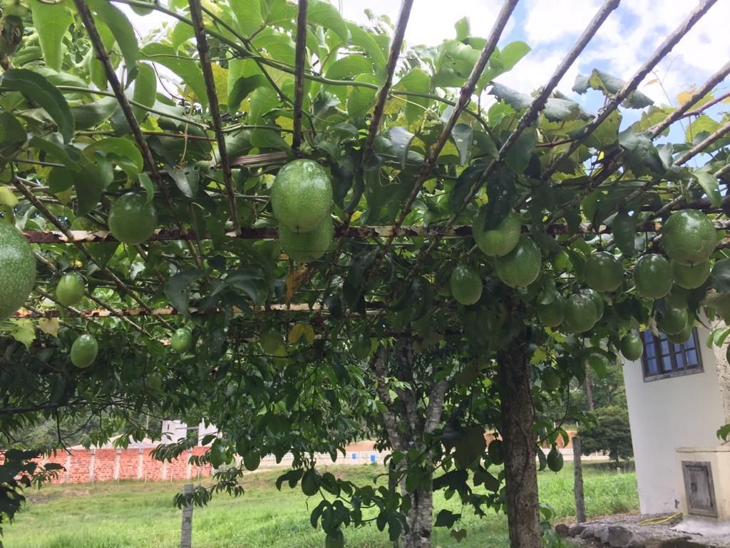 Fazenda à venda, 200m² - Foto 47