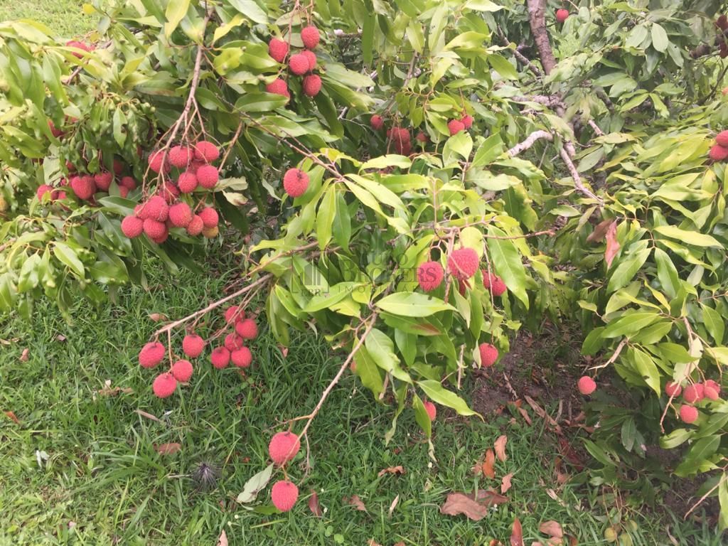 Fazenda à venda, 200m² - Foto 49