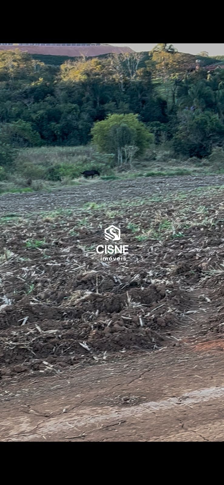 Chácara, 6 hectares - Foto 4