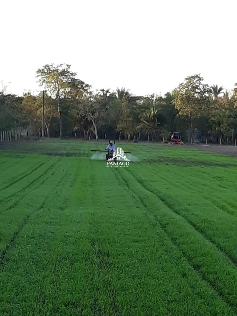 Chácara, 4 quartos, 11 hectares - Foto 4