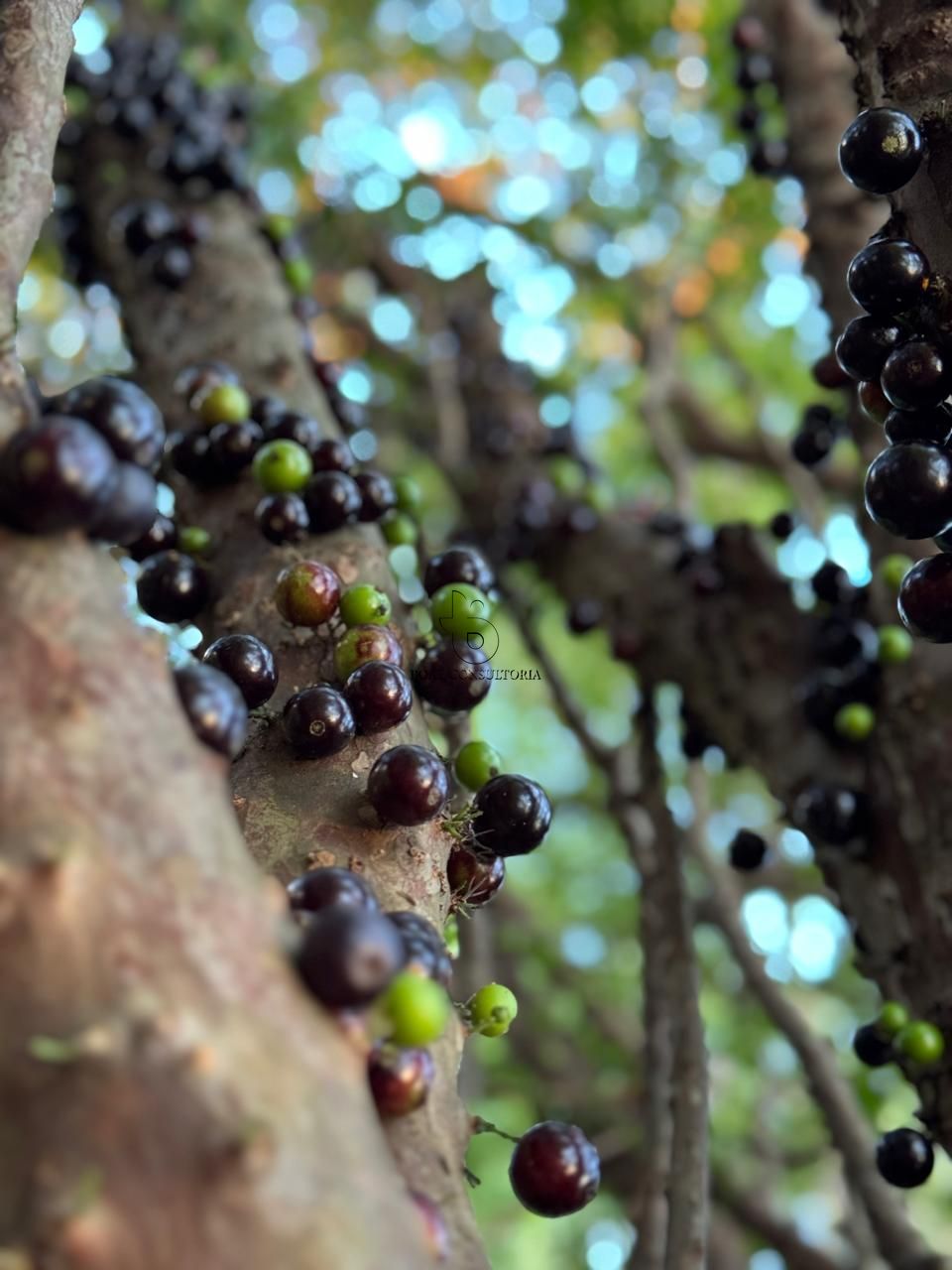 Sítio, 8 quartos, 2 hectares - Foto 23