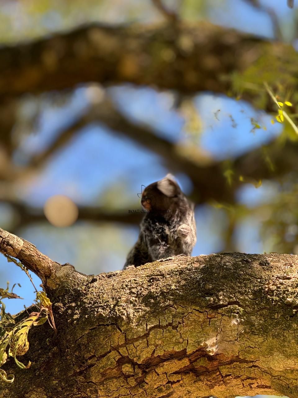 Sítio, 8 quartos, 2 hectares - Foto 29