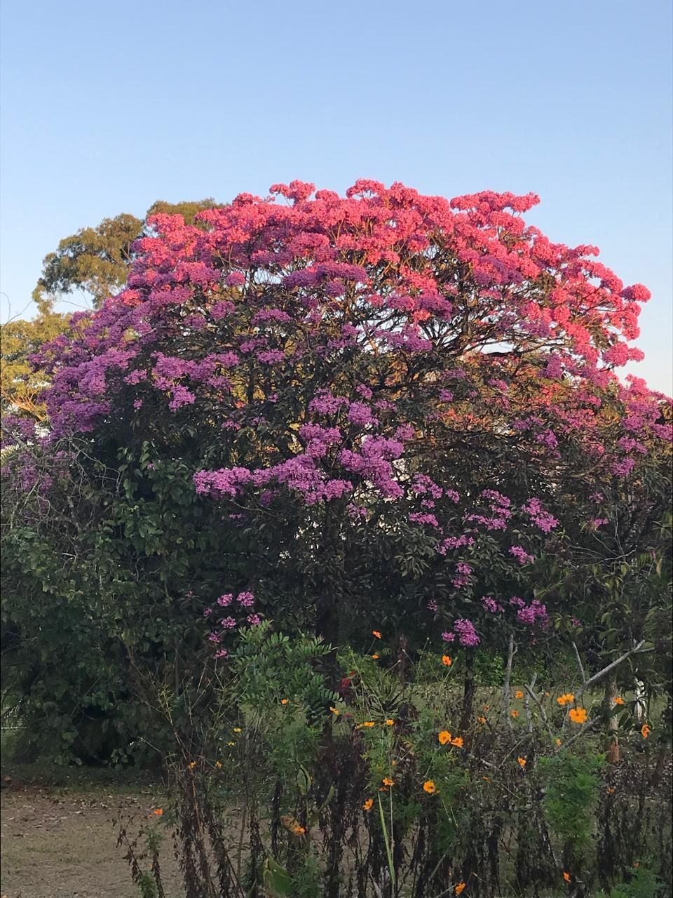 Sítio, 8 quartos, 2 hectares - Foto 27