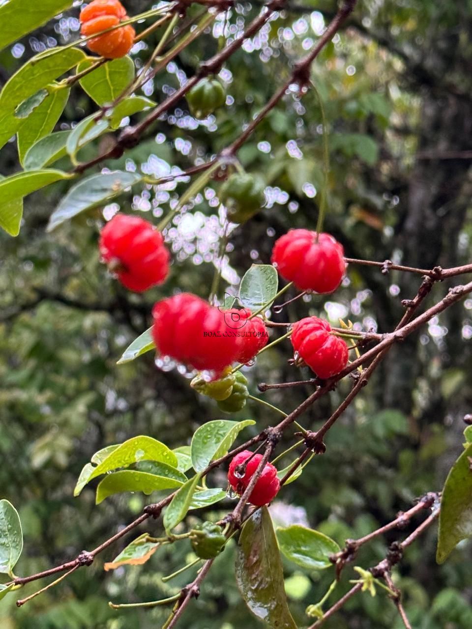 Sítio, 8 quartos, 2 hectares - Foto 24