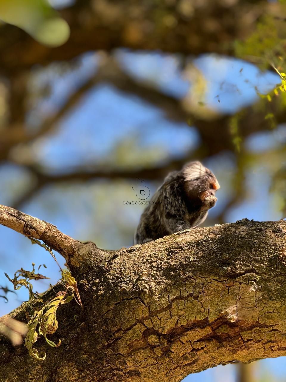 Sítio, 8 quartos, 2 hectares - Foto 25